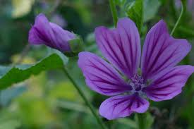 Image result for Malva verticillata