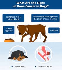 Dogs with amputation only almost all die within in one year; Bone Cancer Osteosarcoma In Dogs Canna Pet