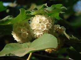 Image result for Dombeya acutangula