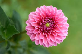 Elenco dei nomi dei fiori. 17 Nomi Per Bambine Ispirati Ai Fiori Nostrofiglio It