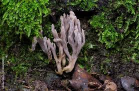 Image result for Clavulina cinerea