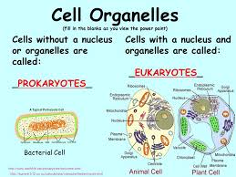 This is a set of plant and animal cell worksheets. Cell Organelles Fill In The Blanks As You View The Power Point Ppt Video Online Download