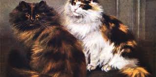 Long haired calico cat breeds. Why Are All Calico Tortoiseshell Cats Female Willow Animal Hospital