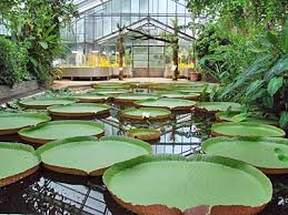 Bonn Reisefuhrer Botanische Garten Schwarzaufweiss