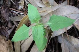 Image result for Sigesbeckia orientalis