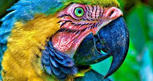 صور ببغاء ببغاءات بالوان رائعة موقع صور يومصر Parrot Parrot Image Parrot Painting