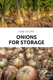 To make sure they are losing moisture rather than absorbing moisture, store them in your shed on sundown. Learn How To Harvest And Preserve Onions From The Vegetable Garden Follow This Gardening Guide To Dry Your Onions For Storage In 2020 Organic Vegetable Garden Organic Vegetables Organic Gardening Tips