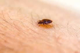 What Do Bed Bugs Eat Other Than Blood Pestivate Com