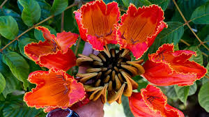 We did not find results for: African Tulip Tree Red Flowering In Southern California The Horticult Flowering Trees Tulips Flowers