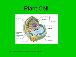 Maybe you would like to learn more about one of these? Plant Cell Ppt Download
