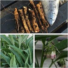 Maybe you would like to learn more about one of these? Amazon Com One Russian Comfrey Root Cutting Bocking 14 Cultivar Comphrey Knitbone By Yumheart Gardens 1 Garden Outdoor