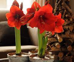 Punch List Indoor Houseplants And Holiday Bulbs