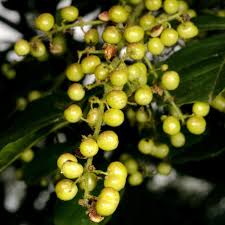 Image result for Searsia natalensis