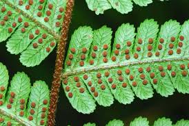 Image result for Cyathea mildbraedii
