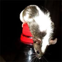Mouse in apartment tagged at said.us. House Mouse Wikipedia