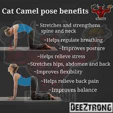 Encourage the cat to walk around with the leash attached by. Deeztrong On Twitter Cat And Camel Back Is A Gentle Exercise That Stretches And Strengthens The Muscles That Stabilize The Spine Including The Back Extensors And Abdominals When Performed Daily The Exercise