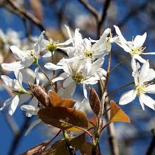 Image result for Amelanchier laevis