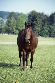The are also very beautiful, and come in almost any coloring. American Quarter Horse Wikiwand