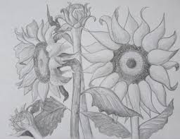 How to draw super sunflower flower sketch drawing , learn. How To Draw Sunflowers Happy Family Art