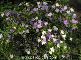 Image result for Brunfelsia australis
