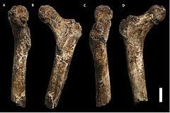 More fossils of the mysterious hominin species homo naledi have been identified in the rising star cave system in south africa, scientists have remains of h. Homo Naledi Wikiwand