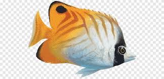 Belly with scutes forming distinct keel; White And Orange Fish Art Saltwater Fish Coral Reef Fish Fish Animals Seafood Png Pngegg