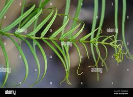 Image result for Pteris preussii