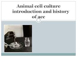 The process of acc is carried out under strict laboratory conditions of asepsis, sterility and controlled environment involving temperature, gases and pressure. Animal Cell Culture Introduction And History Of Acc Ppt Download