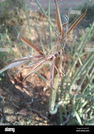 Image result for Kleinia longiflora