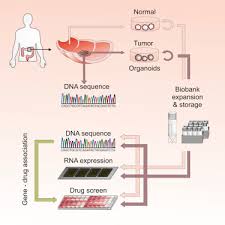 For your convenience, we have provided a list by ribbon color and another list by cause. Prospective Derivation Of A Living Organoid Biobank Of Colorectal Cancer Patients Sciencedirect