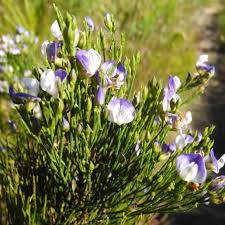 Image result for Psoralea