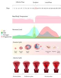 Cervical Length Chart Pregnancy Things You Didnt Know