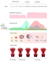 cervical length chart pregnancy things you didnt know