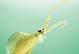 Image result for Micractis