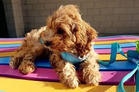 Most trusted source of teddy bear puppies for sale. 18 Incredible Teddy Bear Dog Breeds For Families All Things Dogs All Things Dogs