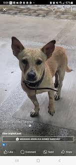 Sterilization clinic in San Antonio July 20. Cats only please.