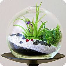 Enchanted Forest Terrarium Etsy Ny Terrarium Zen Garden Party Favor Air Plant Home Decor Tillandsia Globe T Mini Terrarium Air Plant Terrarium Terrarium