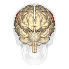 Image result for Parietal Lobe