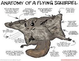 13 Funny Illustrations That Show The Anatomy Of Various Creatures Flying Squirrel Funny Illustration Squirrel Illustration