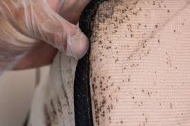 Image result for bedbugs on mattress