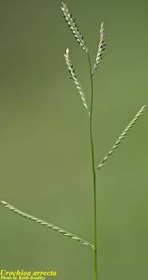 Image result for Urochloa deflexa