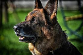 Eating onions can cause dogs to have asthma attacks, allergic reactions, vomiting, diarrhea, weakness, discolored urine, anemia, dermatitis, and liver disease. My Dog Ate Onions What Do I Do Canna Pet