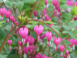 The Bleeding Heart Plant An Essential Growing Guide Garden And Happy Flowers Perennials Bleeding Heart Plant Bleeding Heart