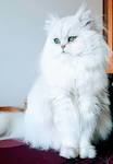 31 Most Beautiful Persian Cat Pictures And Photos