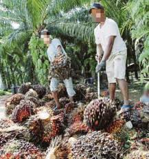 Apply online now via jobstore! Migrant Estate Workers Toil In Tough Conditions