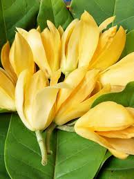 Image result for Magnolia champaca
