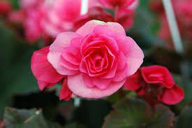 Pin On Beguiling Begonias