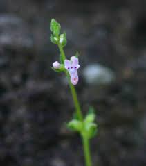 Image result for Aeollanthus neglectus