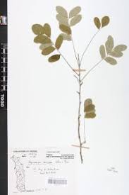 Image result for Rourea coccinea