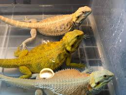 Be sure to put a leash on your dragon or to put him in a pen or an enclosure so he cannot run away. What To Do If Your Dragon Does Not Poop Bearded Dragon Obsession Care Information Merchandise
